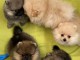 Dons chiots Spitz allemand m&acirc;le et femelle 