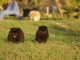 Je donne chiot spitz allemand pour bonne famille 