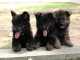 Berger Allemand &agrave; donner urgent 