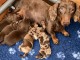 Magnifique chiots teckel arlquin 