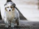 Chiots berger australien pour adoption 