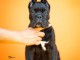 Cane Corso &ndash; Magnifiques chiots