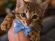 Chatons Bengal &agrave; vendre