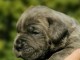 Cane Corso chiots &agrave; vendre