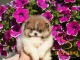 Pomeranian Boo &ndash; magnifiques chiots