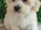 Bichon Maltais &ndash; Magnifiques Chiots