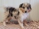 Chiots Shetland Sheepdog a vendre urgent 