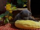 Chiot staffie &agrave; place disponible 