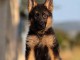 Je donne chiot berger allemand m&acirc;le 