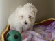 Chiots bichon &agrave; donner femelle 