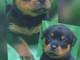 Chiots Rottweiler pour adoption 