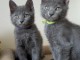 Chatons chartreux disponible pour adoption 