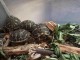 Tortues de terre juvenilles