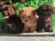 Bolonka Zwetna chiots