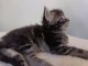 Adorable chaton Maine coon pour adoption 