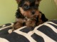 B&eacute;b&eacute; chiot type Yorkshire femelle &agrave; c&eacute;d&eacute; 