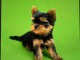 Yorkshire terrier disponible pour adoption 