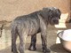 chiots cane Corso disponible pour adoption 
