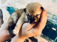 Je donne chiot Shiba disponible 