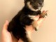 &Agrave; partir chiot Shiba disponible 