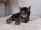 Maine coon disponible pour adoption 