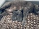 Je donne chaton chartreux 