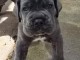 Adorable chiot cane corso disponible 