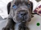 Je donne chiot cane corso m&acirc;le 
