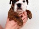 Chiots bulldog anglais m&acirc;le a donner 