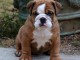 Magnifique chiots bulldog anglais femelle 