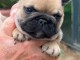 Adoption chiots bouledogue fran&ccedil;ais 