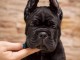 Cane Corso &ndash; Nouvelle port&eacute;e