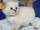 Ragdoll disponible pour adoption m&acirc;le 