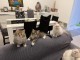 Chaton sib&eacute;rien disponible pour adoption 