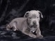 Adorable chiot staffie &agrave; place 