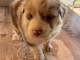 Berger australien pour adoption 