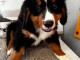 Magnifique chiots bouvier bernois disponible 