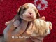 Chiot cavalier king Charles m&acirc;le 