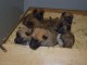 chiots berger belge disponible 