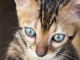 Annonces chaton Bengal disponible &agrave; c&eacute;d&eacute; 