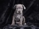 Je donne chiot staffie disponible 