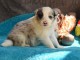 Chiots berger allemand disponible 