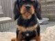 Je donne chiot cavalier king Charles m&acirc;le 