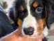 Je donne chiot bouvier bernois disponible 
