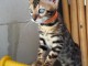 Bengale adoption chaton 