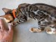 B&eacute;b&eacute; chaton Bengal m&acirc;le a place 