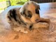 Je donne chiot berger australien 