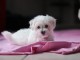 Je donne chiot bichon fris&eacute; 