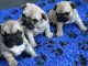 Adoption chiots bouledogue fran&ccedil;ais 