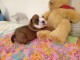 B&eacute;b&eacute; chiot bulldog anglais m&acirc;le 